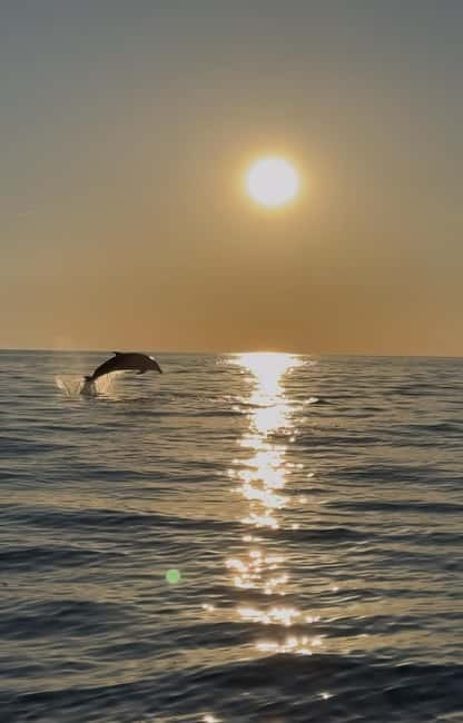 Rovinj: Shared Dolphin and Sunset Tour with Drinks - Forty-Five Minutes Among Dolphins and Evening Light