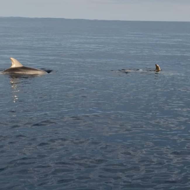 Rovinj: Shared Dolphin and Sunset Tour with Drinks - A Skipper Who Does More Than Drive