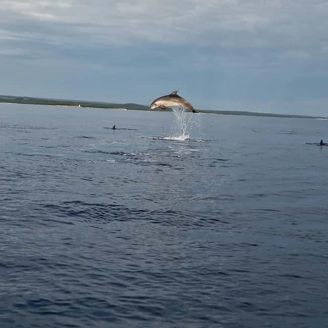 Rovinj: Shared Dolphin and Sunset Tour with Drinks - Eight People Keeps the Shared Tour Manageable