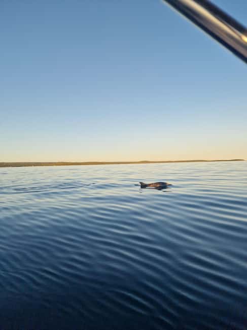 Rovinj: Shared Dolphin and Sunset Tour with Drinks - What Your $50 Includes