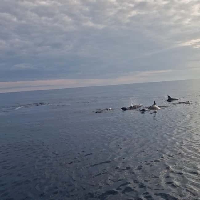 Rovinj: Shared Dolphin and Sunset Tour with Drinks - Cancellation and Flexible Booking