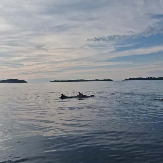 Rovinj: Shared Dolphin and Sunset Tour with Drinks - The First Ten Minutes: A Fast Ride Into Open Water