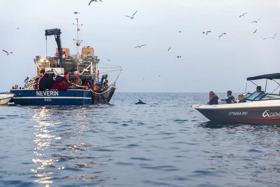 Rovinj: Sunrise Dolphins & Fishermen at Work Speedboat Tour - The Best People for This Experience