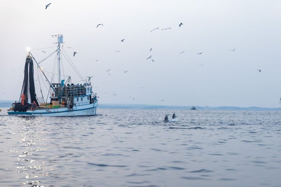 Rovinj: Sunrise Dolphins & Fishermen at Work Speedboat Tour - The Return Past Rovinj’s Old Town