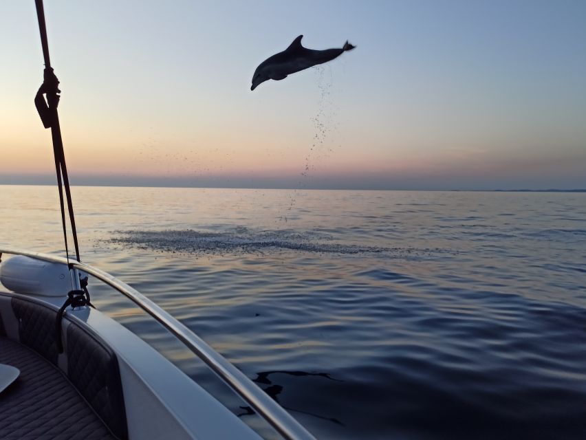 Rovinj: Sunrise Dolphins & Fishermen at Work Speedboat Tour - How Much Value You Get for $93