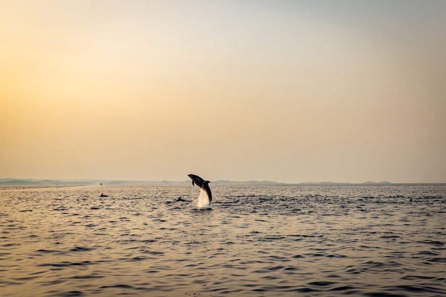 Rovinj: Sunrise Dolphins & Fishermen at Work Speedboat Tour - Shared or Private Tour?