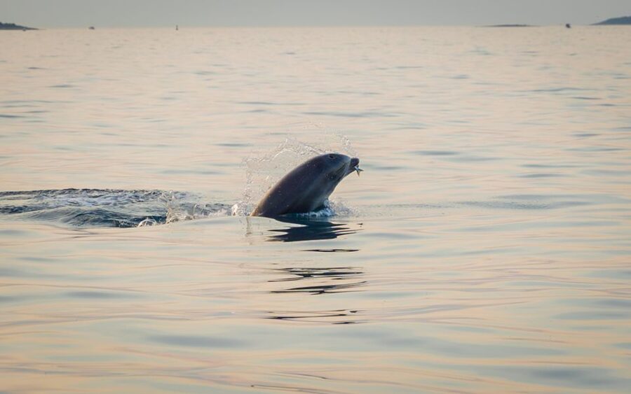 Rovinj: Sunrise Dolphins & Fishermen at Work Speedboat Tour - The First 20 Minutes on the Speedboat