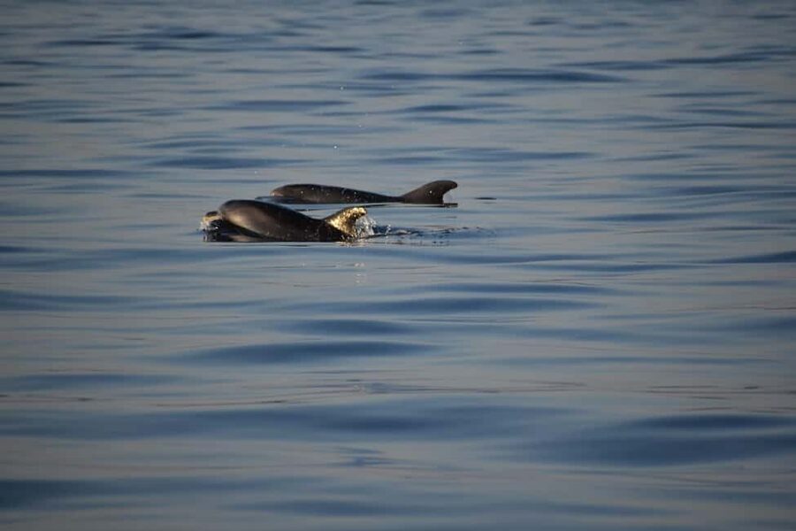 Rovinj: Sunset & dolphin group tours with Catamaran - A few practical limits to keep in mind