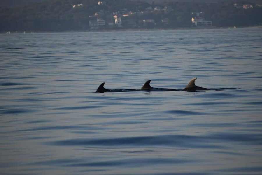 Rovinj: Sunset & dolphin group tours with Catamaran - Sunset on the water