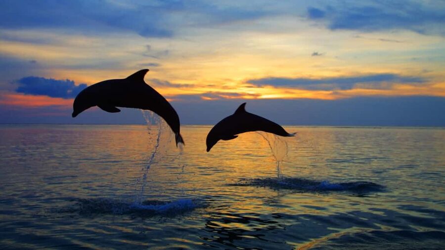 Rovinj: Sunset Speedboat Tour with Dolphin Watching - Key points to know before booking