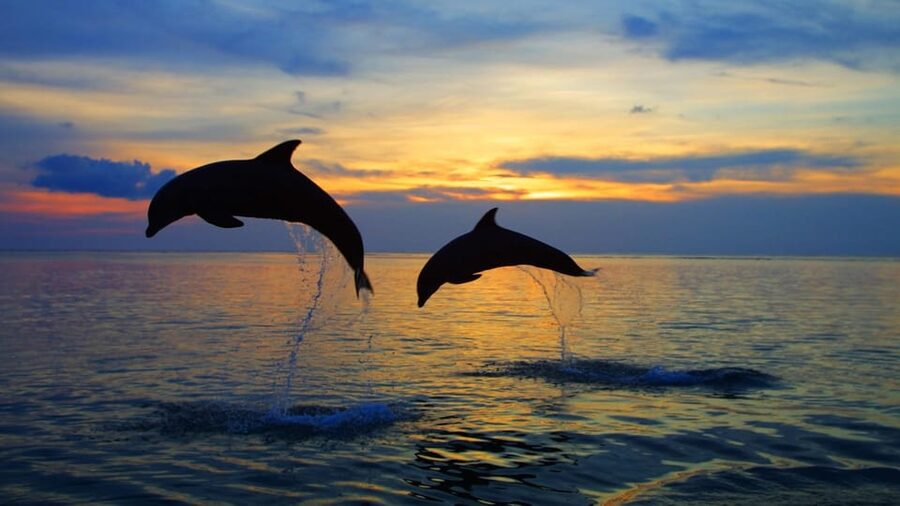 Rovinj: Sunset Speedboat Tour with Dolphin Watching - Simple tips for a better evening