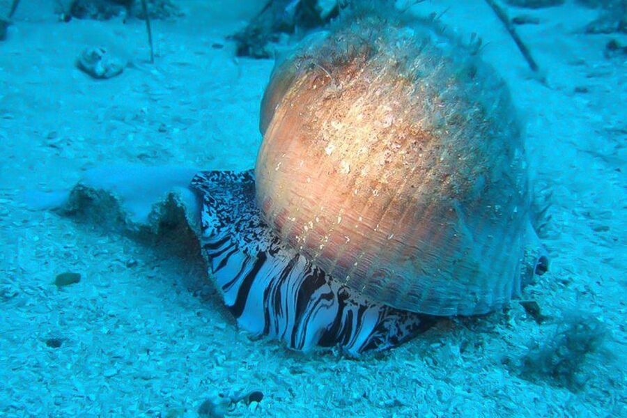 Scuba Diving in Dubrovnik: 1 Dive for Certified Divers - Key points to know before booking