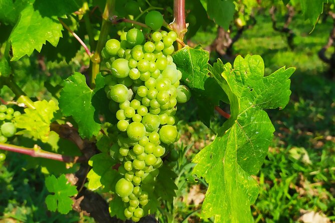 Slurp of Grk Korcula Wine Tour | Wine Tasting in Lumbarda - Four Wines to Watch For at the Wineries
