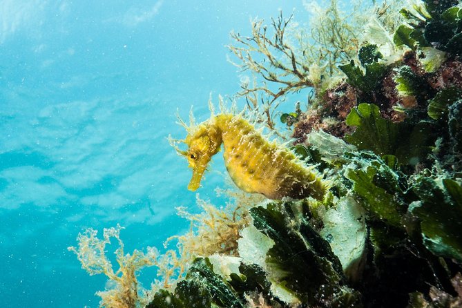 Small-Group Introductory Scuba Diving in Pula - What the $102.02 price includes