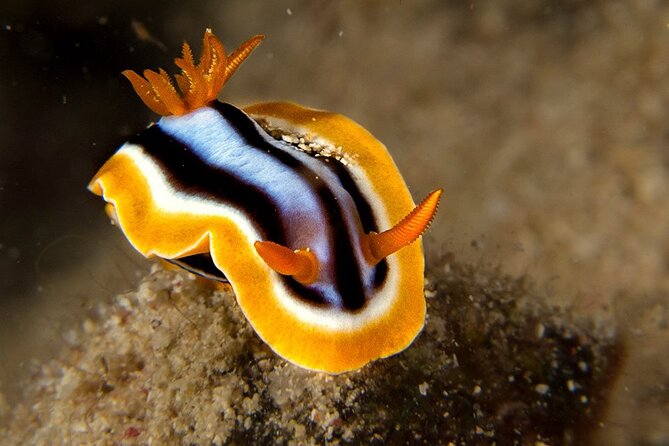 Small-Group Introductory Scuba Diving in Pula - Who will enjoy this introductory scuba outing