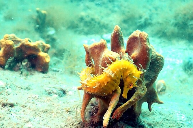 Small-Group Introductory Scuba Diving in Pula - Why the confined-water session matters