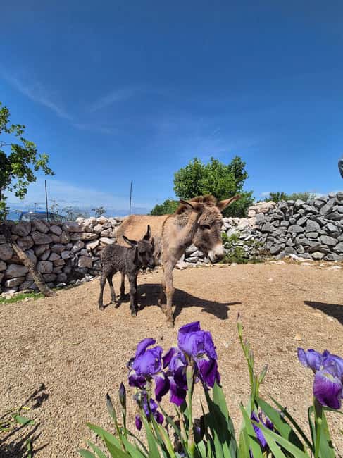 Šmrika (near Rijeka/Krk/Crikvenica) Donkey Farm Family Fun - Why a donkey farm makes a good Kvarner break