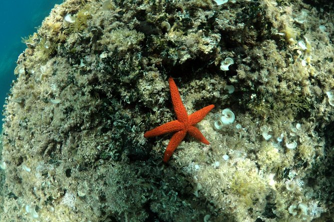 SNORKELING ADVENTURE | Pula Boat - Fruit, soft drinks, and the real value of $59.35