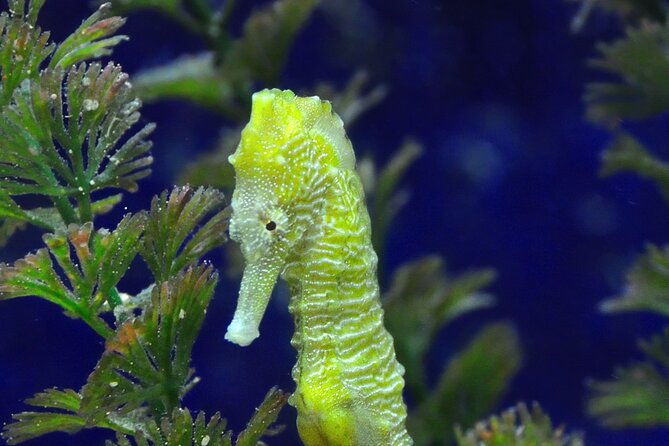 Snorkeling tour Makarska Riviera, islands of Hvar or Brač - Weather, cancellations, and timing