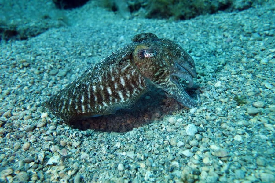 Split-Makarska-Brela Try SCUBA Dive - What the 150-minute schedule is really like
