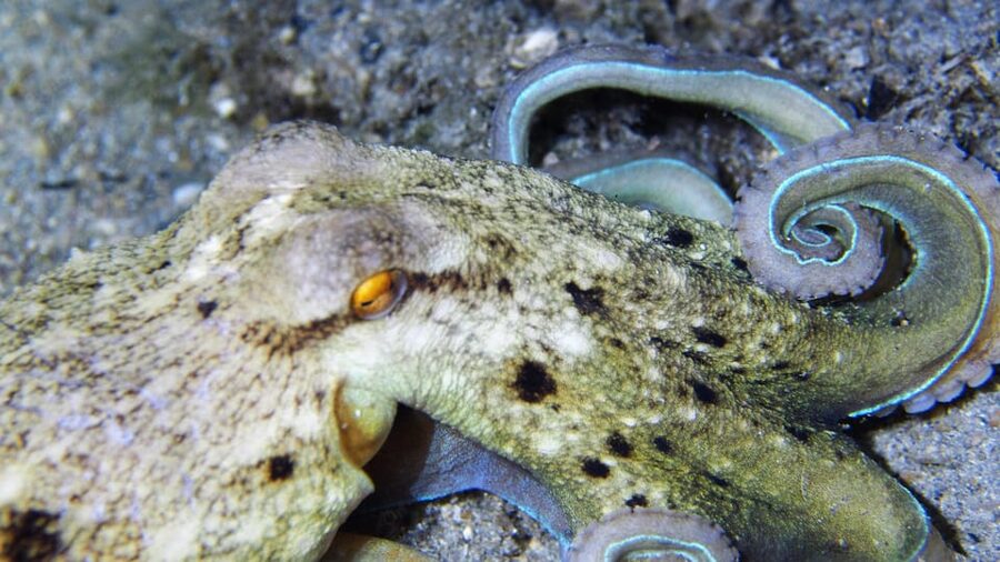 Split-Makarska-Brela Try SCUBA Dive - Is $176 per person a fair price?