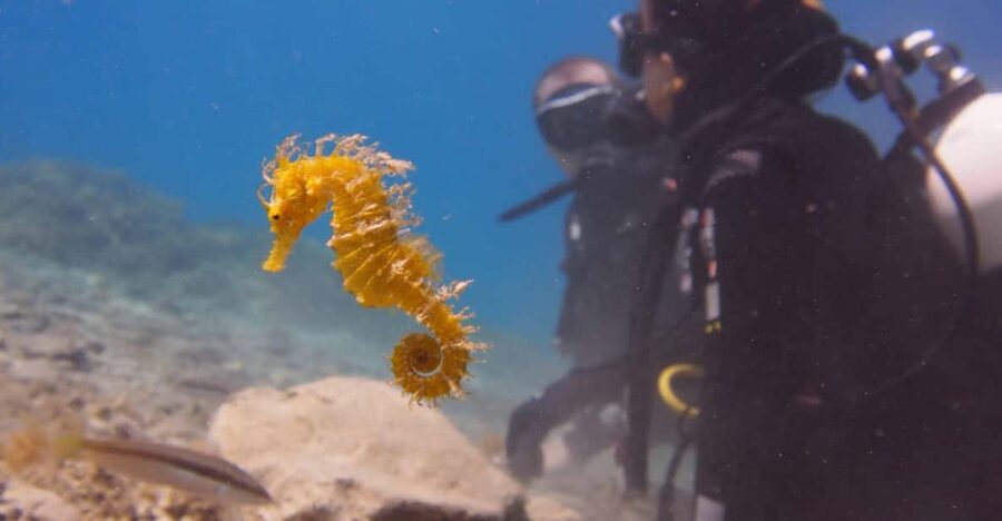 Split-Makarska-Brela Try SCUBA Dive - Meeting at Bikini Dive on the beach
