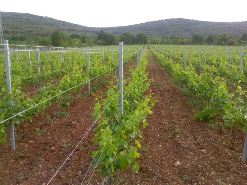 Split or Trogir: Krka Waterfalls & Wine and Food tasting - Šibenik adds a useful town break