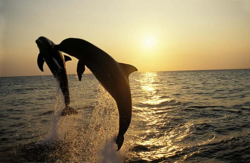 Sunset Dolphin Cruise with Dinner – Medulin Archipelago - Key points to know before booking