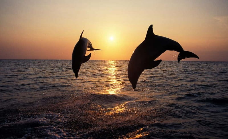 Sunset Dolphin Cruise with Dinner – Medulin Archipelago - Passing Cape Kamenjak and the Porer Lighthouse