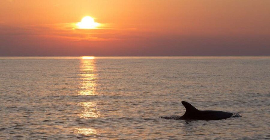 Sunset Dolphin Cruise with Dinner – Medulin Archipelago - What the three-hour route feels like