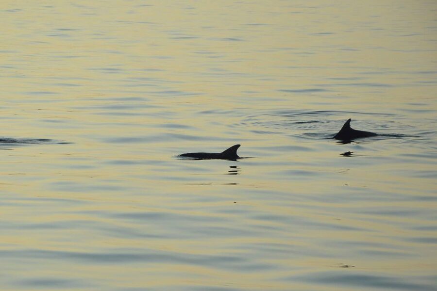 Sunset Dolphin Cruise with Dinner – Medulin Archipelago - Is $45 a fair price?