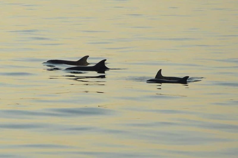 Sunset Dolphin Cruise with Dinner – Medulin Archipelago - Starting at Medulin Harbour