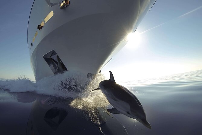 Sunset Dolphin Watching Boat Tour from Vrsar - Looking for dolphins near Vrsar and Rovinj