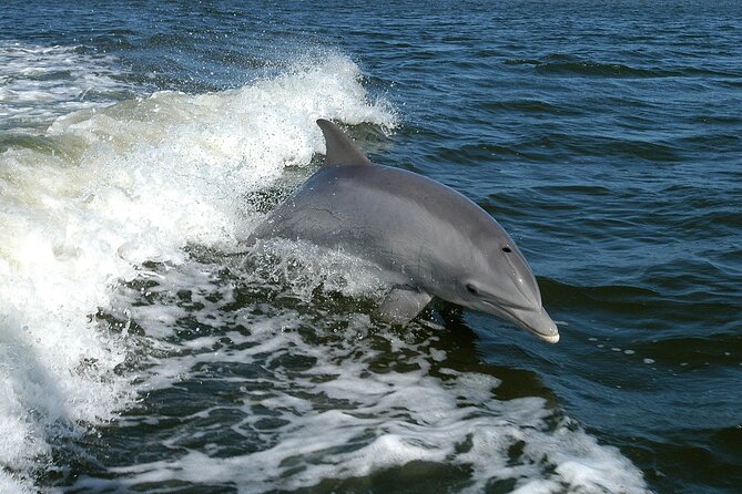 Sunset Dolphin Watching Boat Tour from Vrsar - Wine, water, Fanta, and rakija are included