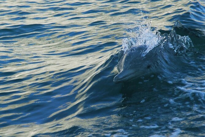Sunset Dolphin Watching Boat Tour from Vrsar - What the two-hour ride feels like