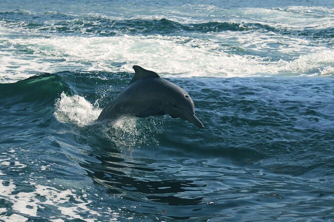 Sunset Dolphin Watching Boat Tour from Vrsar - What the rating and feedback tell you