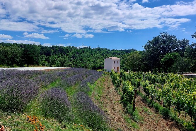Taste of Istria - wine, brandy, vinegar, local food - Who should book this tasting?