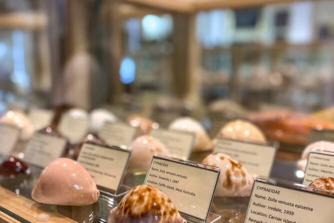 Visit Shell Museum Cavtat - A family collection in the heart of Cavtat