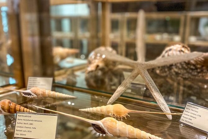 Visit Shell Museum Cavtat - What the 45-minute visit includes