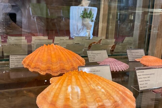 Visit Shell Museum Cavtat - What families and children can expect