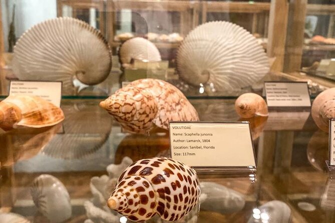 Visit Shell Museum Cavtat - A useful stop near DBV Airport