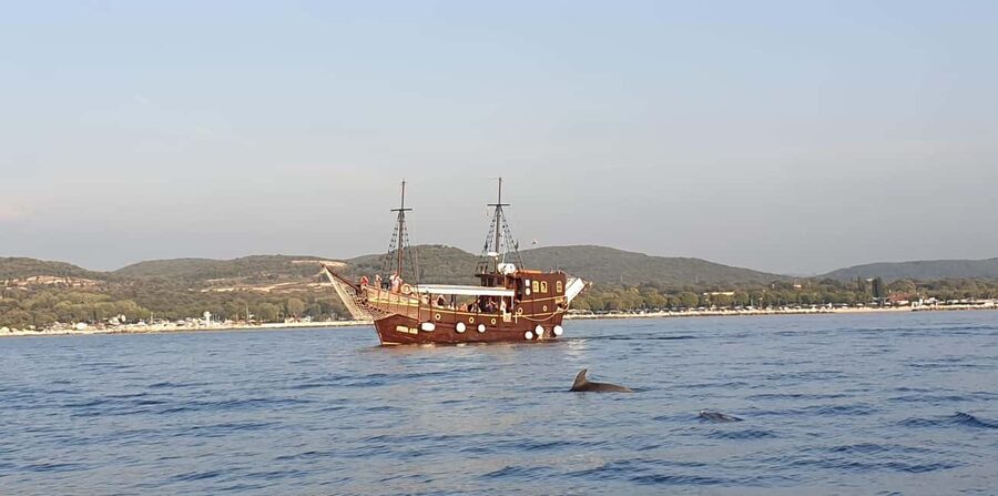 Vrsar: Dolphin Watching Boat Ride - Should You Book the Dolphin Watching Boat Ride?