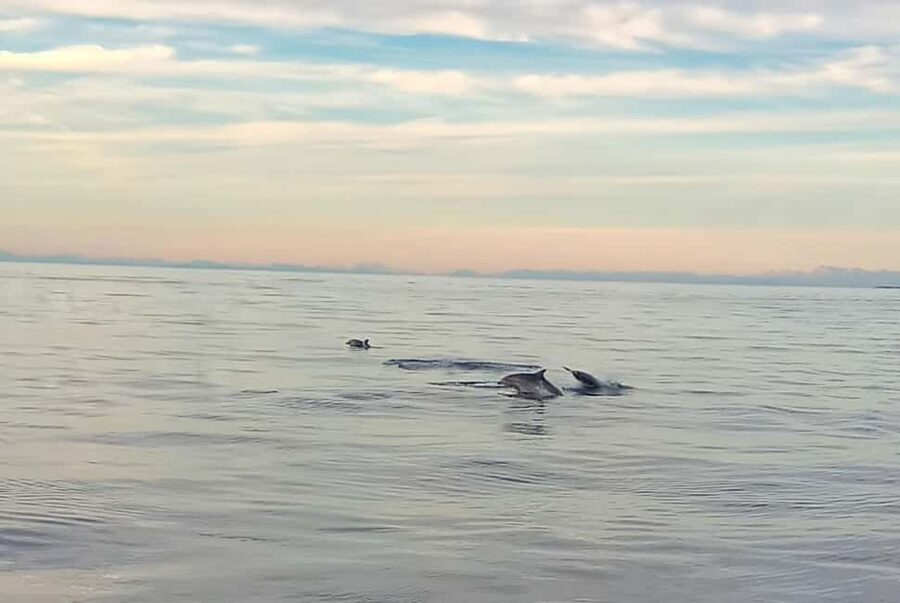 Vrsar: Dolphin Watching Boat Ride - Looking for Adriatic Dolphins