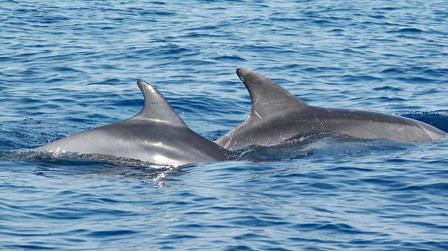 Vrsar: Dolphin Watching Boat Ride - Complimentary Drinks and an Istrian Finish