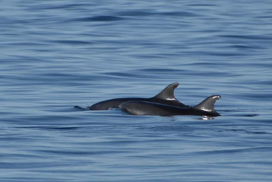 Vrsar: Dolphin Watching Boat Ride - What the Two-Hour Schedule Feels Like