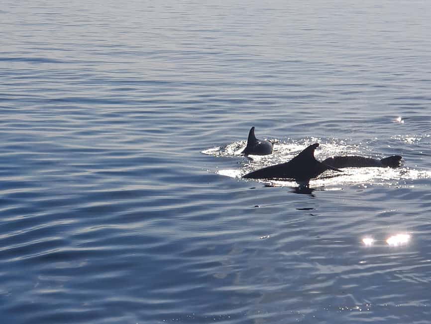 Vrsar: Dolphin Watching Boat Ride - Staff, Captain, and Languages