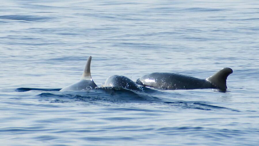 Vrsar: Dolphin Watching Boat Ride - Who Will Enjoy This Vrsar Cruise Most