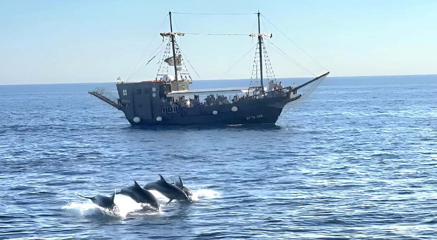 Vrsar: Dolphin Watching Boat Ride - Panoramic Views of Vrsar from the Water