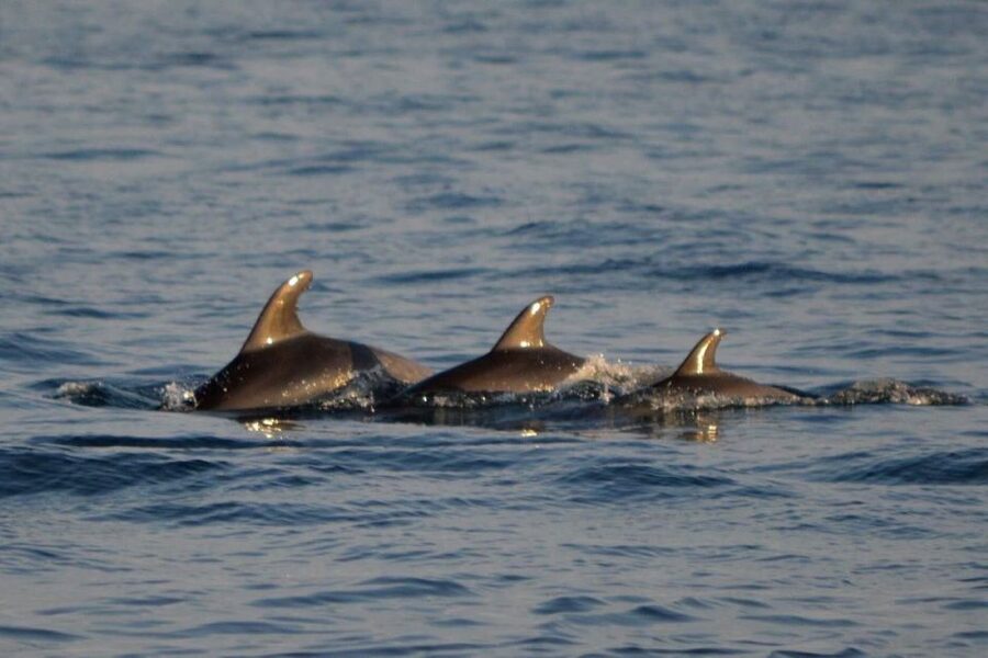 Vrsar: Dolphin Watching Boat Tour including Drinks - The dolphin search is the heart of the trip