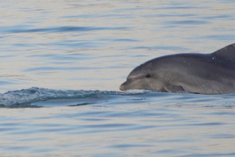 Vrsar: Dolphin Watching Boat Tour including Drinks - A good boat trip for children, with a few practical limits